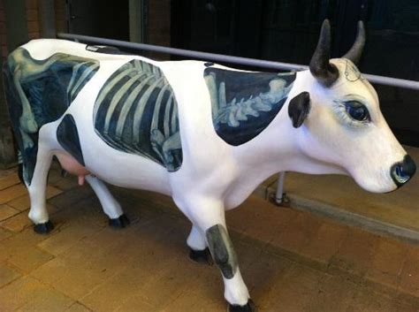  「The X-Ray Cow」:  一個關於好奇心、友誼和令人驚訝的發現的古老故事！