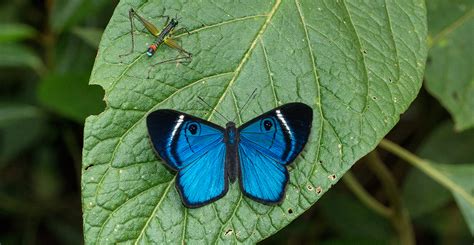  “The Princess Who Could Speak With Butterflies”：A Colombian Folktale Exploring Interconnectedness and Resilience