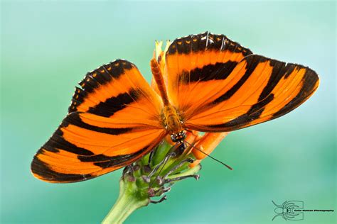  “The Princess Who Spoke to Butterflies” – A Colombian Folk Tale about Love, Nature, and Finding One’s Voice!